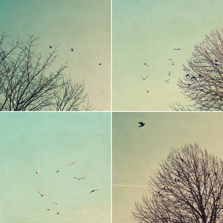 Bird photographs - 5x5 print set collection - wall art home decor discount nature tree blue turquoise aqua sky dreamy