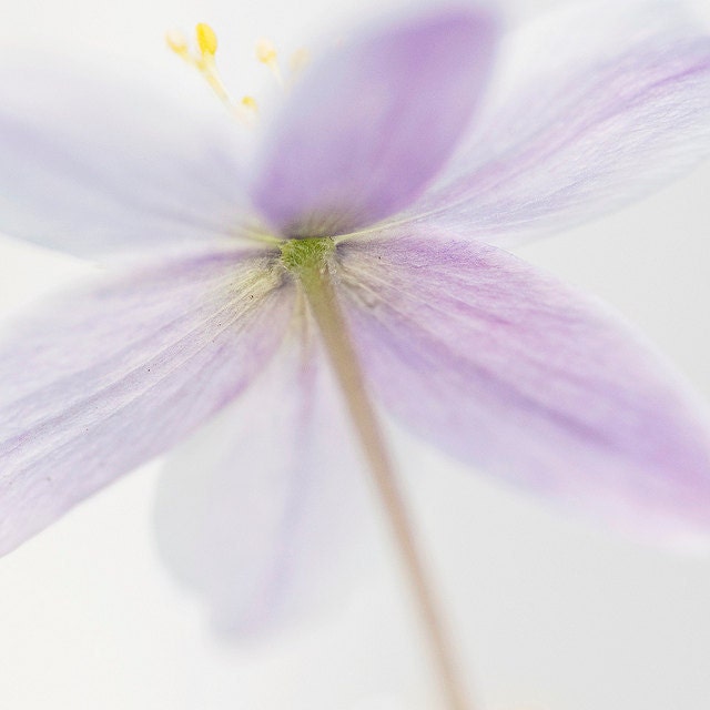 Purple flower photograph - fine art photography print - purple lilac summer photo anemone yellow white dreamy nature soft