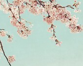 Cherry blossom tree - fine art photography print - botanical print mint teal pink aqua summer photograph