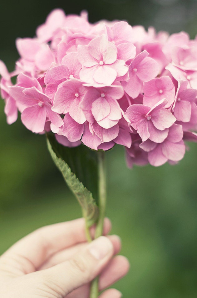 Pink flower art - Something sweet in my hand -  photography print hydrangea romantic sweet green summer