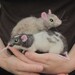 Needle felted rats, pose-able, life sized pets