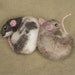 Needle felted rats, pose-able, life sized pets
