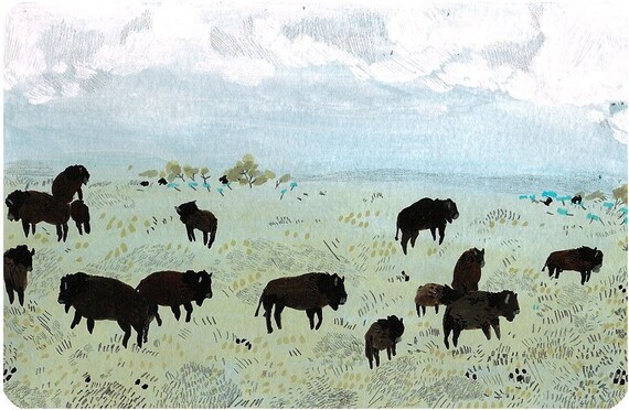 buffalo