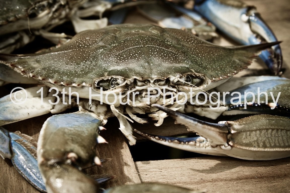 Up Close Crab - 8x12 Fine Art Print - Baltimore