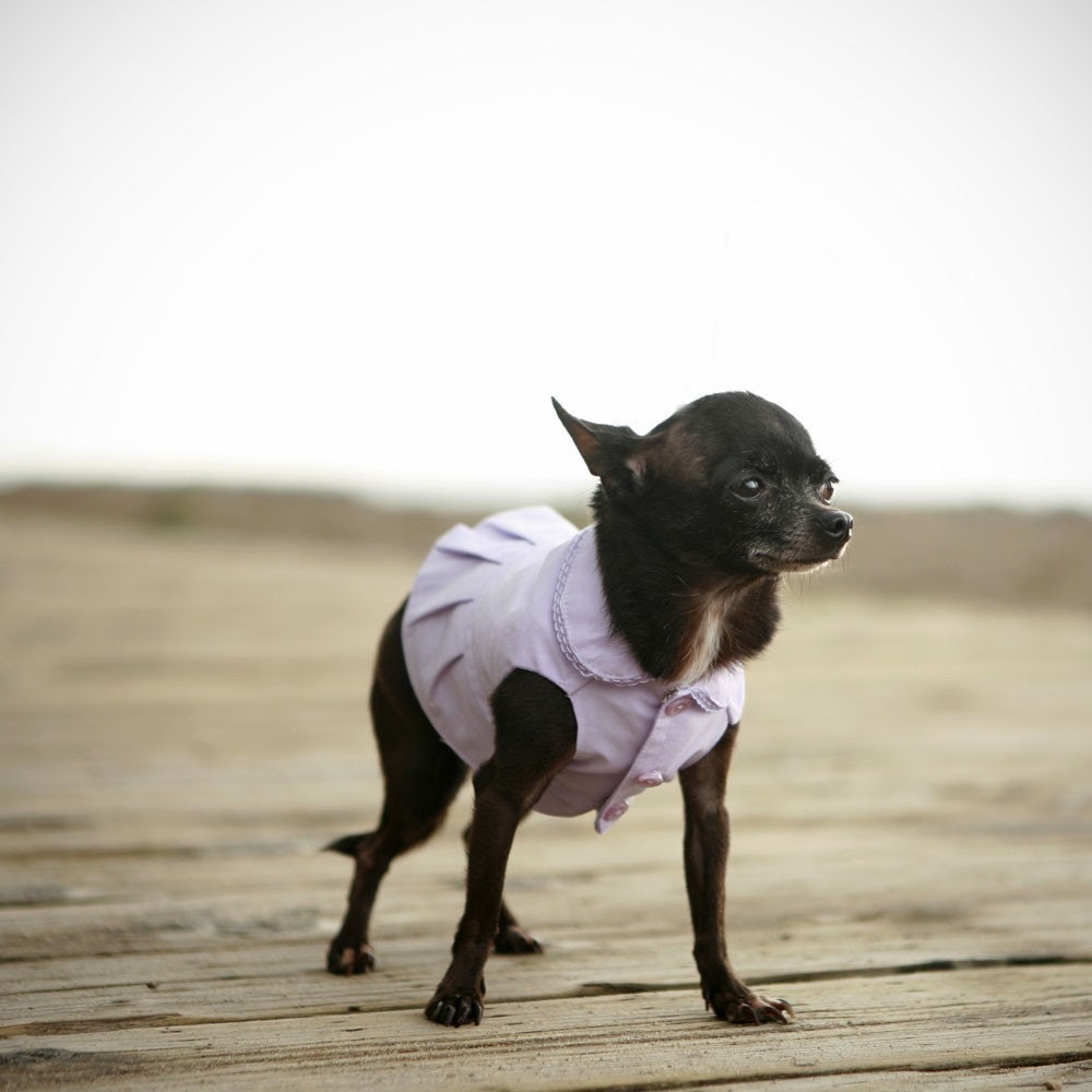 The Grandstand Dog Dress