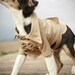 The Westerly Dog Trench Coat