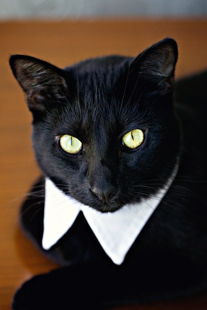 Rover Pointed Cat Collar