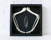 R.I.P Real Turkey Wing Skeleton Bone and Feather in Shadow Box