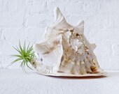 10% SALE - Air Plant Inhabiting Cameo Sea Shell