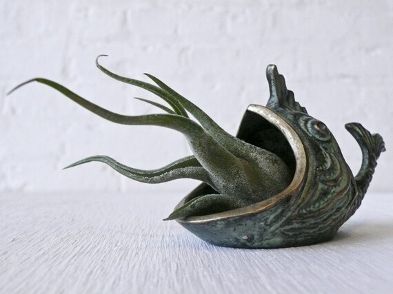 Air Plant - LIVE Moby Creature Feature