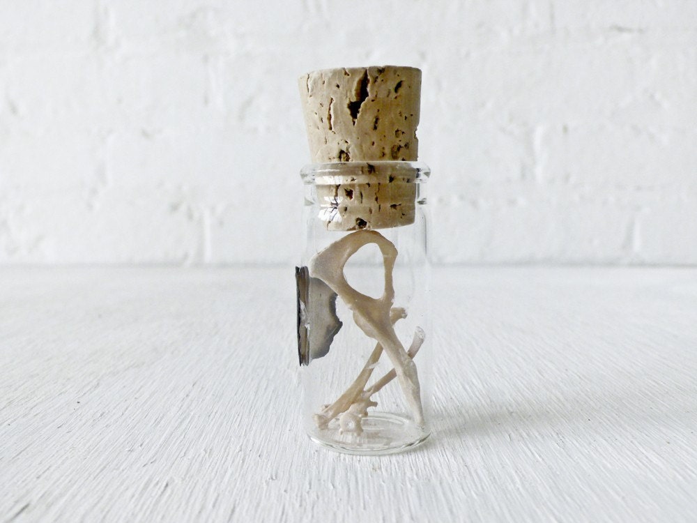 Real Mink Specimens in Cork Vial