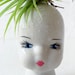 Air Plant Garden on Porcelain Doll Head