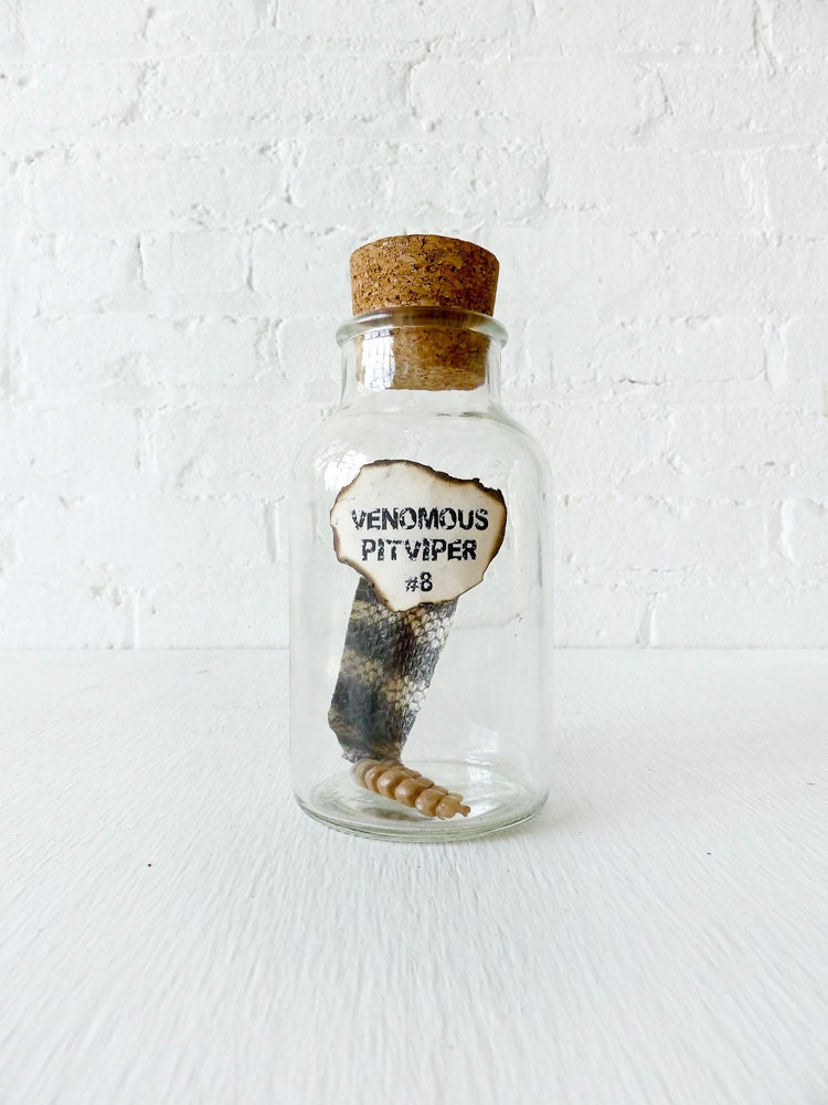 Venomous Rattle Snake Specimen in Cork Jar