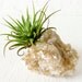 Air Plant Garden on Lepidolite Mica Rock Mineral