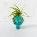 Air Plant Ocean Blue Obsidian Alien Carved Skull Mohawk Live Garden