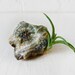 10% SALE - Air Plant Crystal Garden - Ocean Jasper Mineral