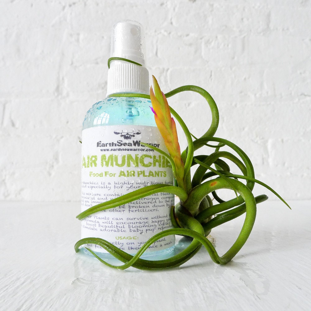 Air Munchiez Fertilizer for Air Plants 16oz - Free Gift Air Plant Included