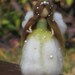 Flower Fairy , lily of the valley, needle felted doll, waldorf inspired