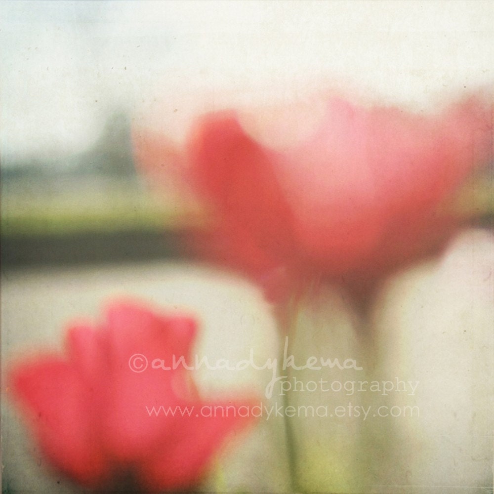 nature decor flower landscape feminine red poppies chartreuse green pink - Elysium - 8x8 Fine Art Photography Print