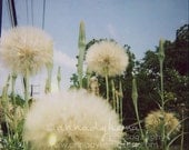 nature floral landscape organic blue white green ultramarine cobalt - Polaroid Puffs - 8x8 Fine Art Photography Print