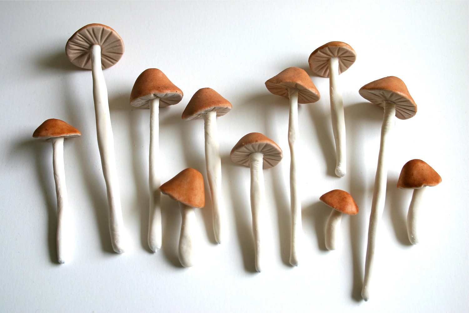 Edible Wild Sugar Mushrooms of the genus Psilocybe Cubensis 200 assorted -As Seen in Urban Outfitters-