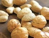 SPECIAL Chocolate Filled Candy Nuts 24 in Holiday Packaging - featured in The Bride's Guide, Martha Stewart Weddings