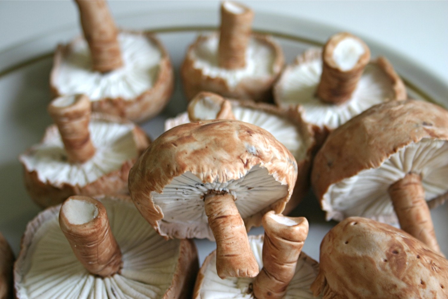 Chocolate Candy Mushrooms LifeSize 3 -Featured in Urban Outfitters