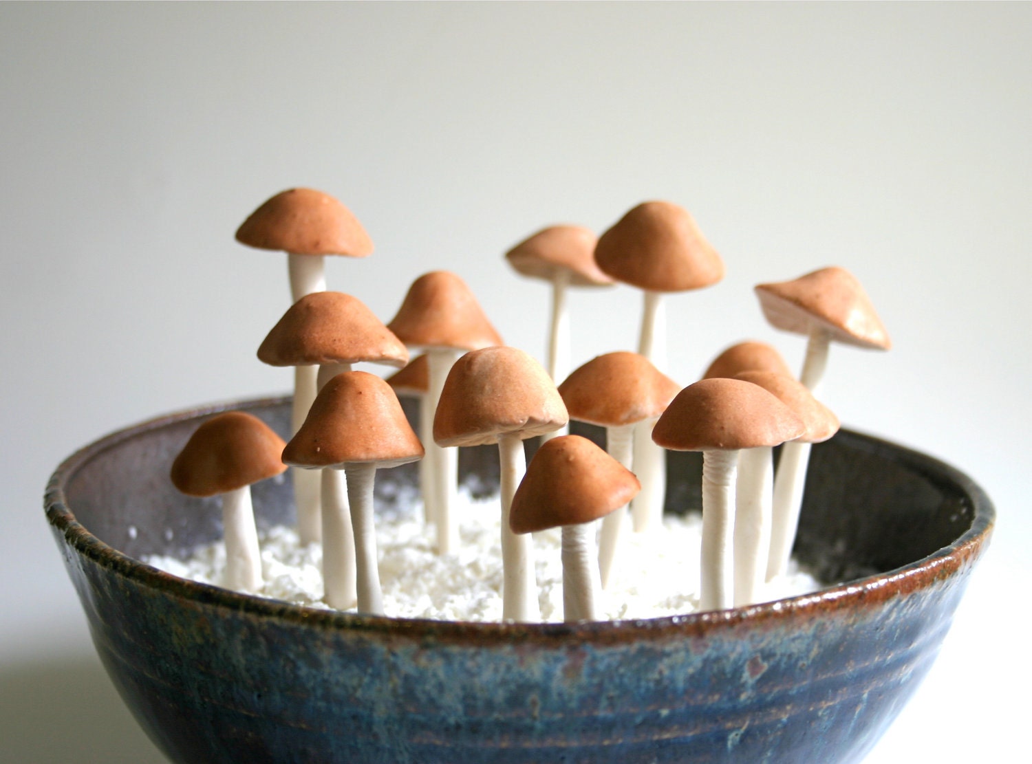Edible Wild Sugar Mushrooms of the genus Psilocybe Cubensis 50 assorted -As Seen In Urban Outfitters