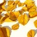 Edible Golden Aspen Leaves 2 Dozen Sugar Embellishments