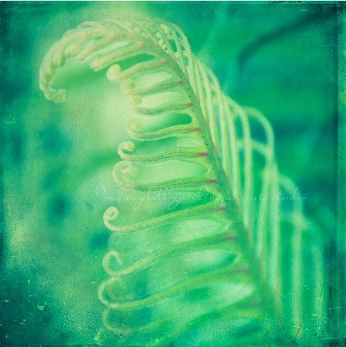nature photography, fern photograph, emerald green, mint nursery decor, yoga studio, spring garden print