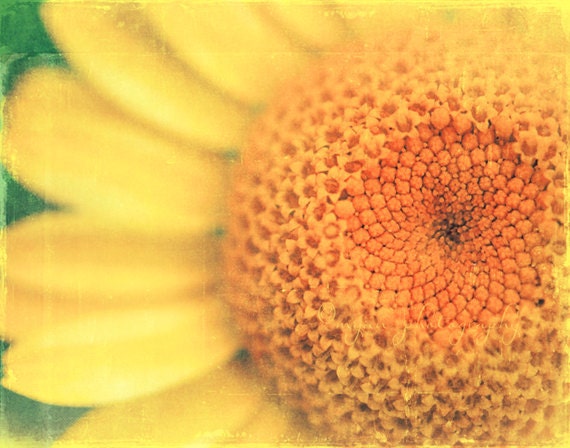 yellow nursery art, Sunflower photograph, nature photography, bright happy sunny botanical print, cheery lemon orange, mustard, kids room