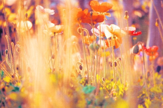 I am Alice, nursery wall art, poppies photography, rainbow colorful flowers blooms surreal garden, golden yellow red orange Wonderland