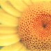 yellow nursery art, Sunflower photograph, nature photography, bright happy sunny botanical print, cheery lemon orange, mustard, kids room