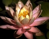 FLOWER MOON -  Artisan Massage Oil, Hemp Seed oil, Argan oil, Avocado oil