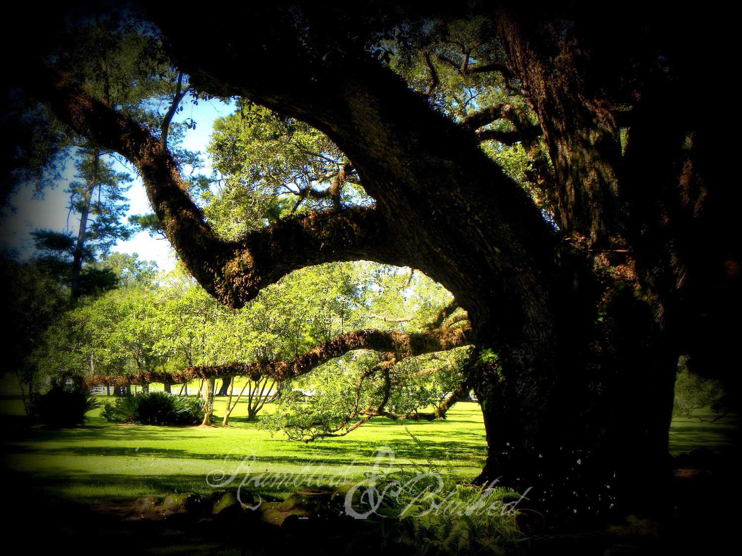 New Orleans- Oak Alley A shady spot- Fine Art Photography