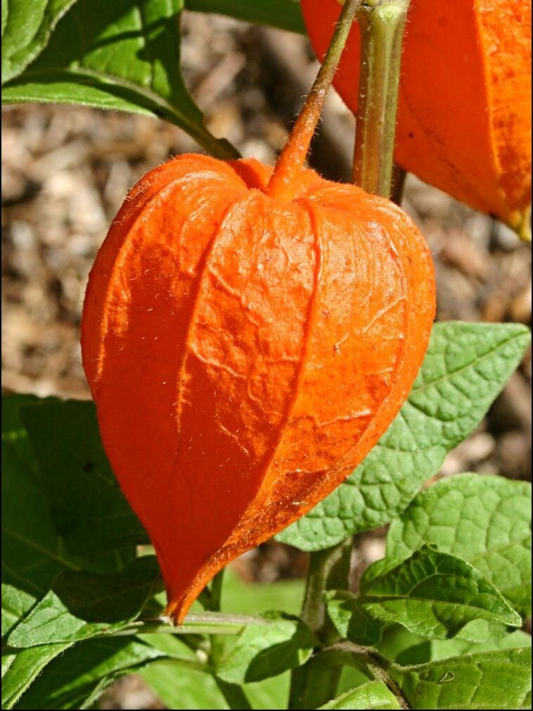 Chinese Lantern Craft