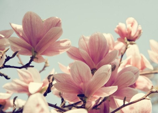 Magnolia Tree, Nature Photography, Spring Flower Art, Pink Floral, Powder Blue Sky, Flower Art 5x7 Print, Botanical, Still Life Photography