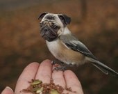 Funny Animal Photo, Pug Dog Art, Weird Creature, 4x6 Note Card, Collage Art, Half Bird Half Dog, Chickadee