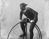 Funny Animal Photography - Llama Alpaca Riding a Bike - Victorian High-Wheel Bicycle - Animal Portrait - Old Photo