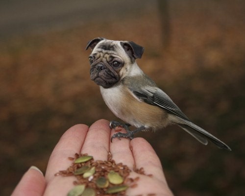 ON SALE - Surreal Animal Photo - Large Format Print - Weird Animal - Pug Art - Bird Dog - April Fool Portrait - Funny Wall Art 20x30 Print