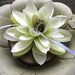 Water Lily Ring Pillow- Natural Wood