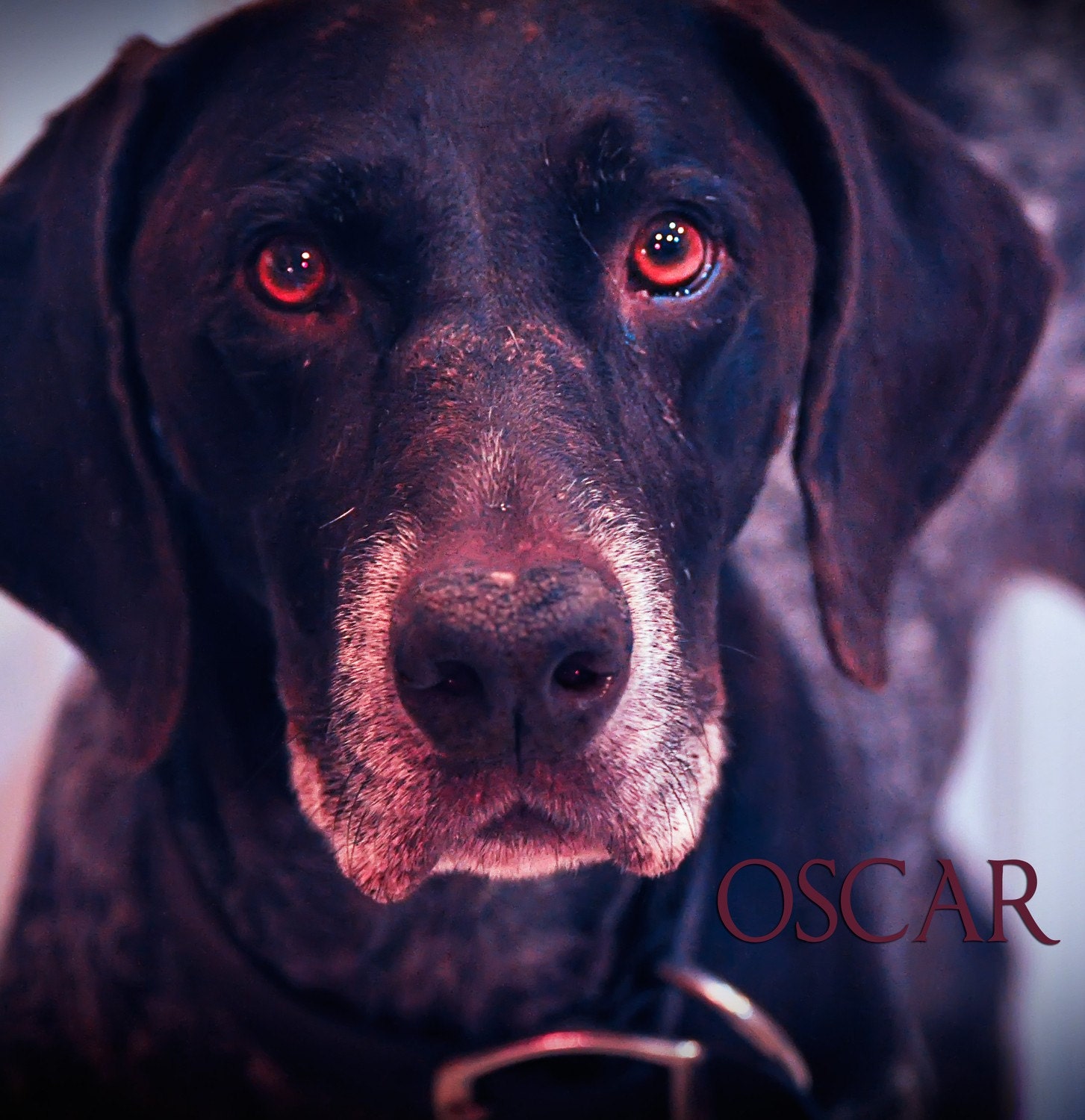 Man's Best Friend: Pet Portrait - Photo to Art - 12x12