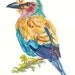 SALE - Original Bird Watercolor - Lilac-Breasted Roller, Bird Illustration, Animal Art