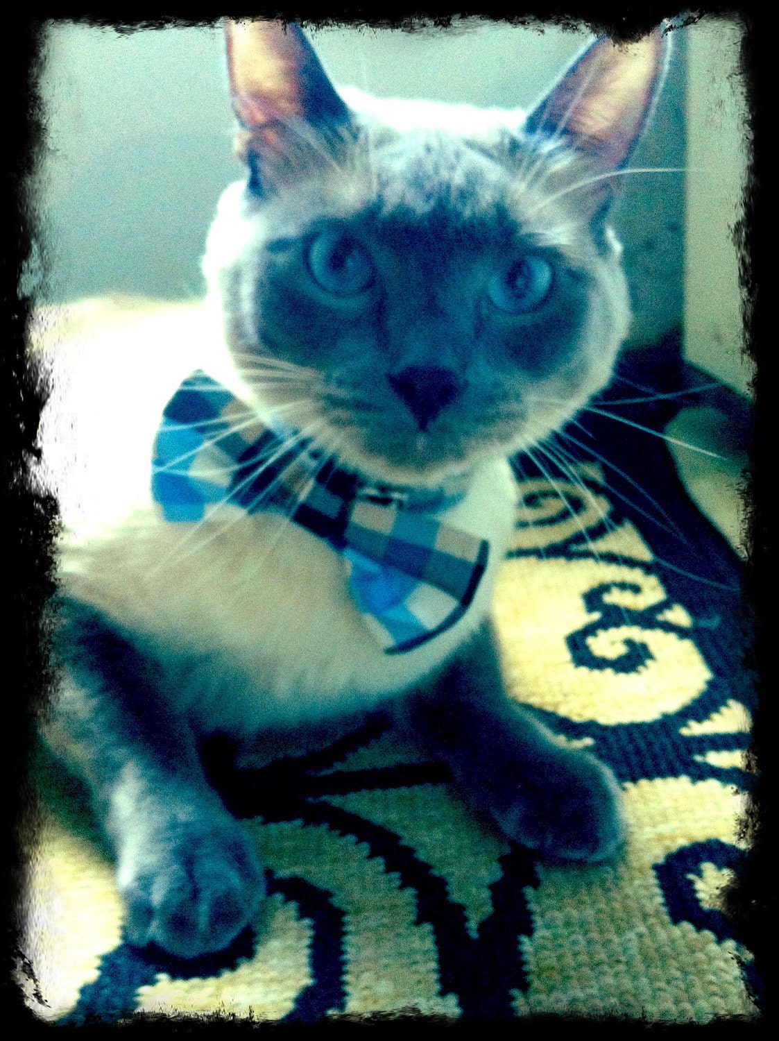 Bow Tie collar  -Blue check-