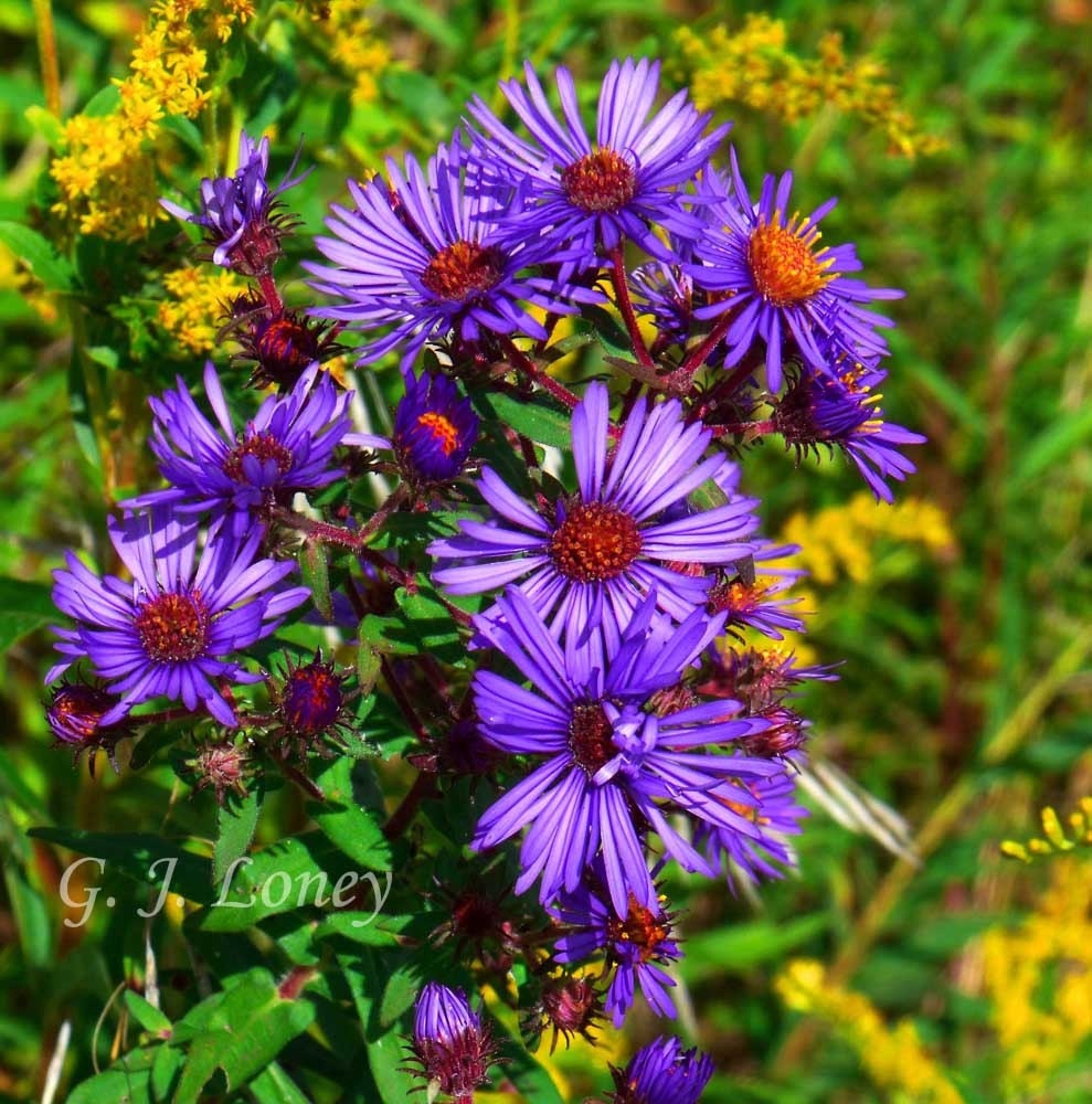 Autumn Asters - nature landscape photography travel, purple flower, country cottage, home decor - 8X8 - Fine Art by Finchfield