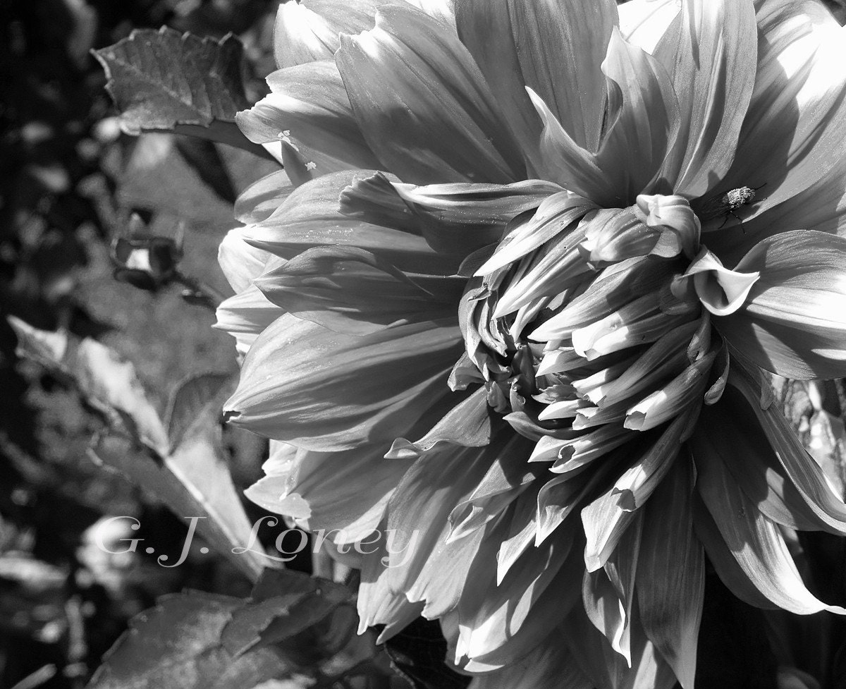 Fall Flowers, Black and White Photograph, Dahlia, Autumn Garden, Garden Art, Abstract Art, Home Decor 5X7 - Fine Art Print by Finchfield - finchfieldart