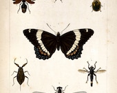 11x17 Vintage Science Plate Poster. Insects. Dragonfly. Butterfly - 013