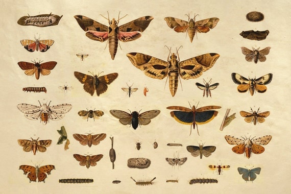 36x48 Vintage Science Plate Extra Large Poster. Butterflies and Insects - 036