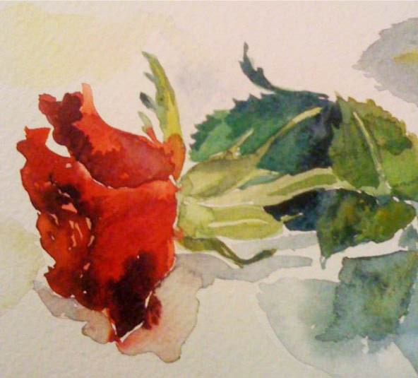 A red rose.4.5inx6in 11cm x 15cm