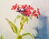 Sweet Williams original watercolour size 8 in x 6 in 20cm x 15cm